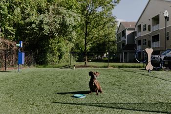 Dog park